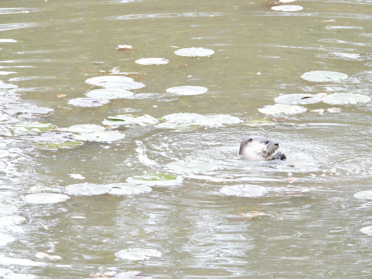 North American River Otter - ML644525969