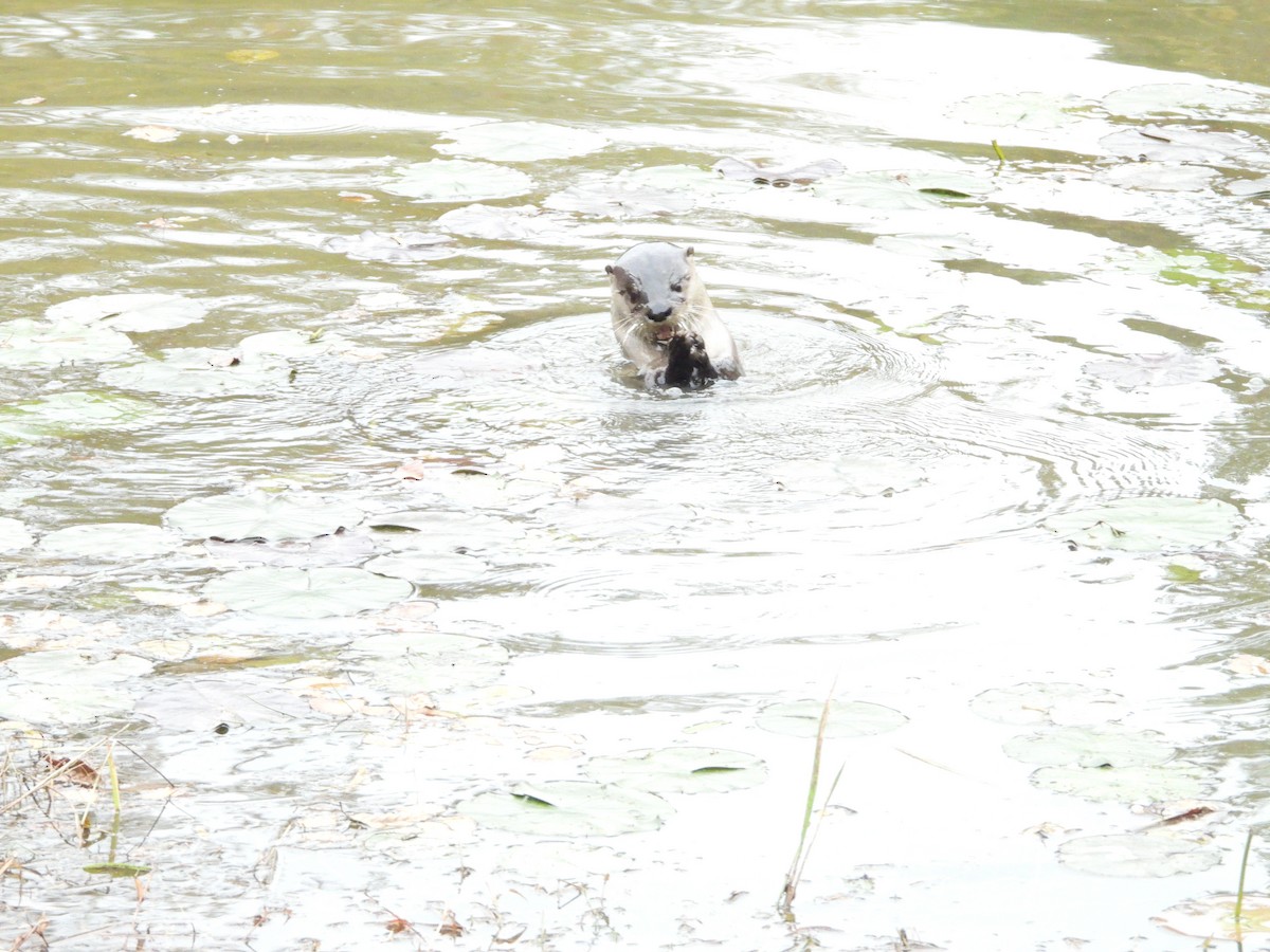North American River Otter - ML644525970