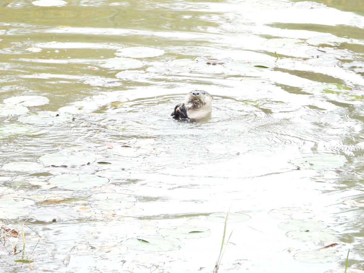 North American River Otter - ML644525971