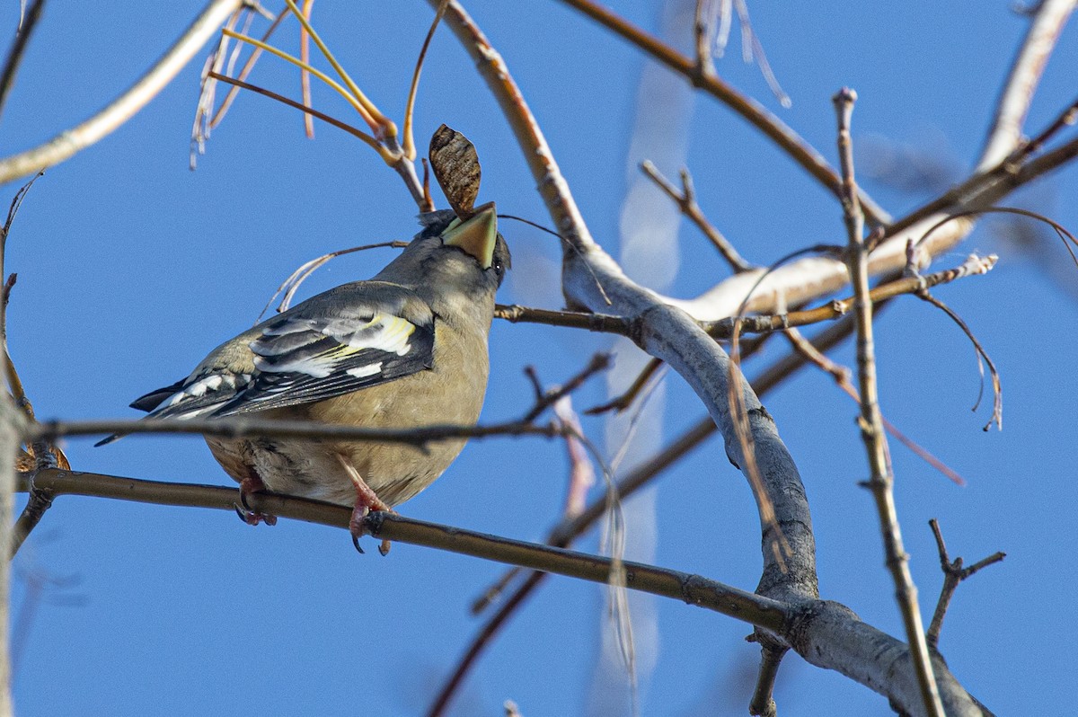 gulbrynkjernebiter (vespertina) - ML644525973