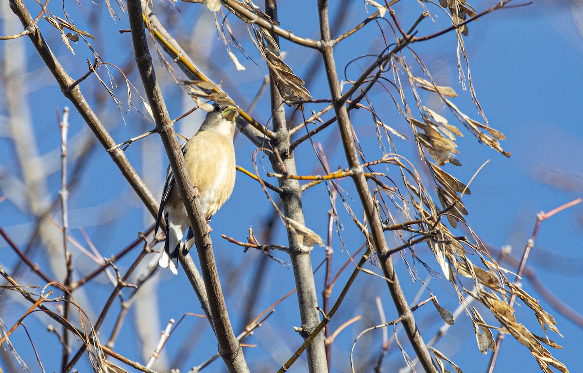gulbrynkjernebiter (vespertina) - ML644525974