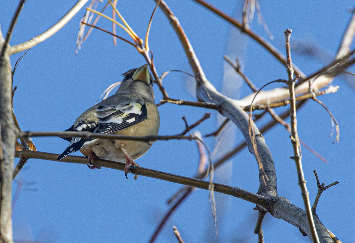 gulbrynkjernebiter (vespertina) - ML644525975