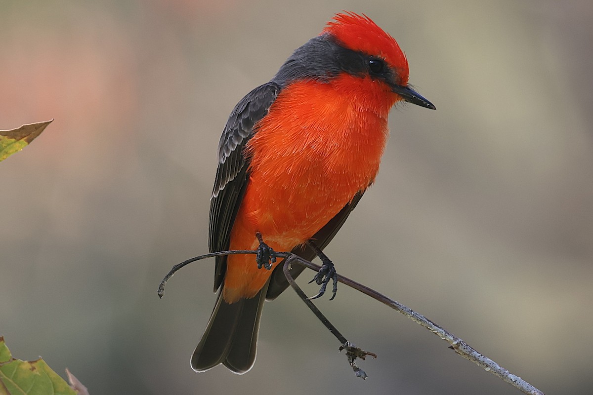Vermilion Flycatcher - ML644525976