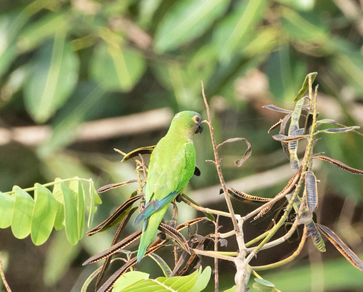 Peach-fronted Parakeet - ML644525977