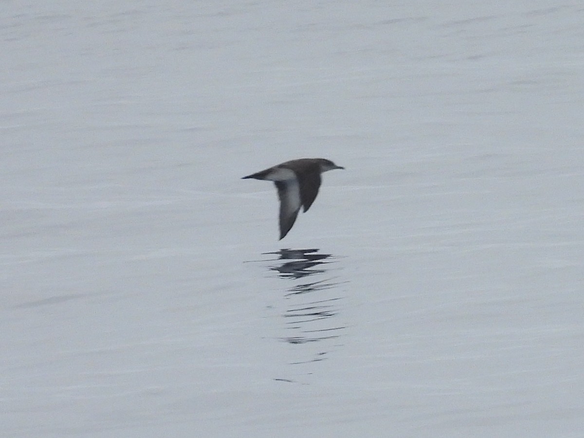 bajalire - ML644525978