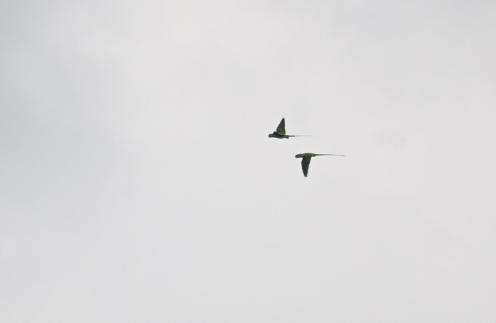 Parrocchetto di Alessandro - ML644525979