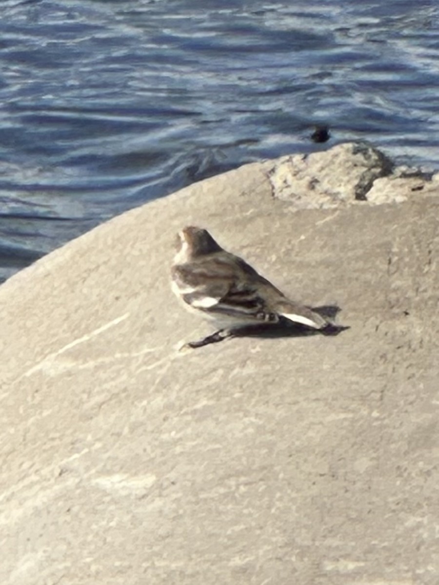 Цасч хөмрөг - ML644525980