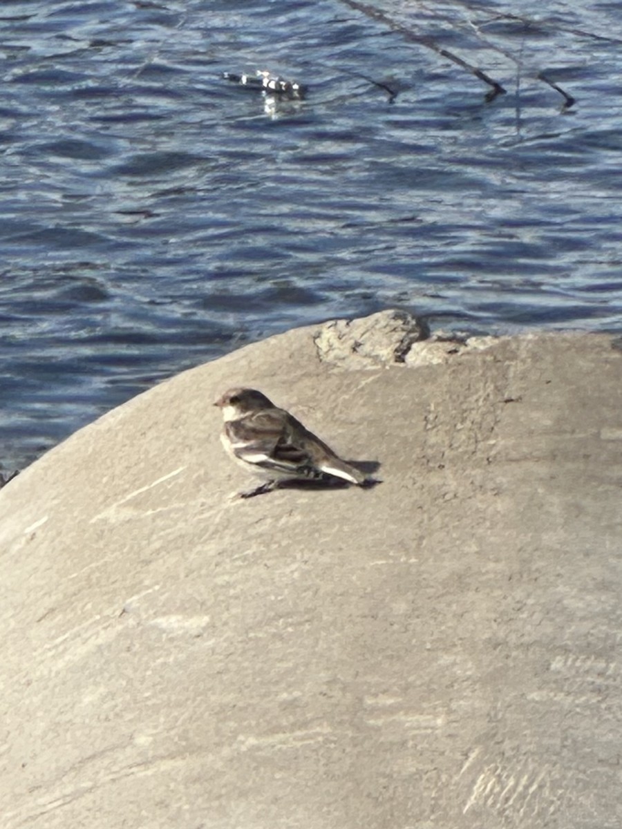 Цасч хөмрөг - ML644525981