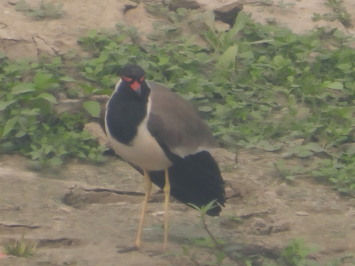 Red-wattled Lapwing - ML644525983