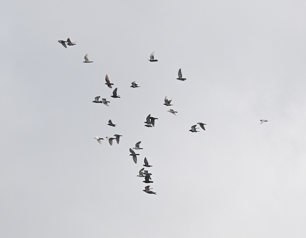 Piccione domestico - ML644525984