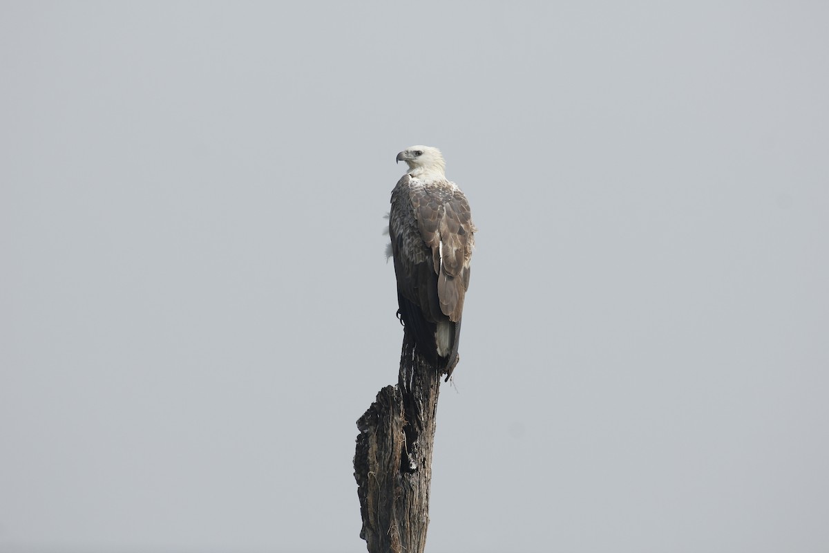 White-bellied Sea-Eagle - ML644525988
