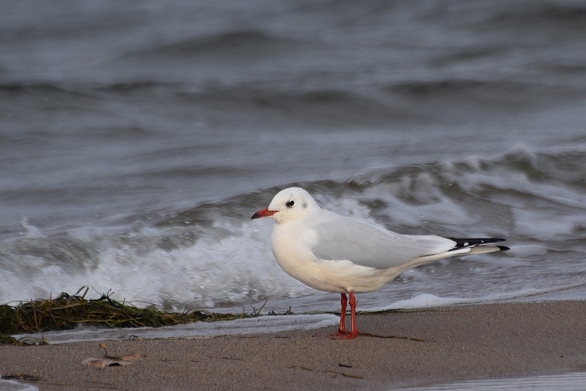 紅嘴鷗 - ML644525995