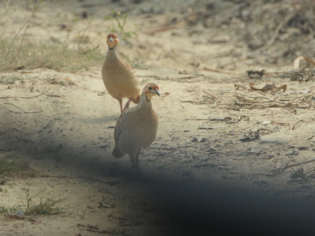 Little Cormorant - ML644525996