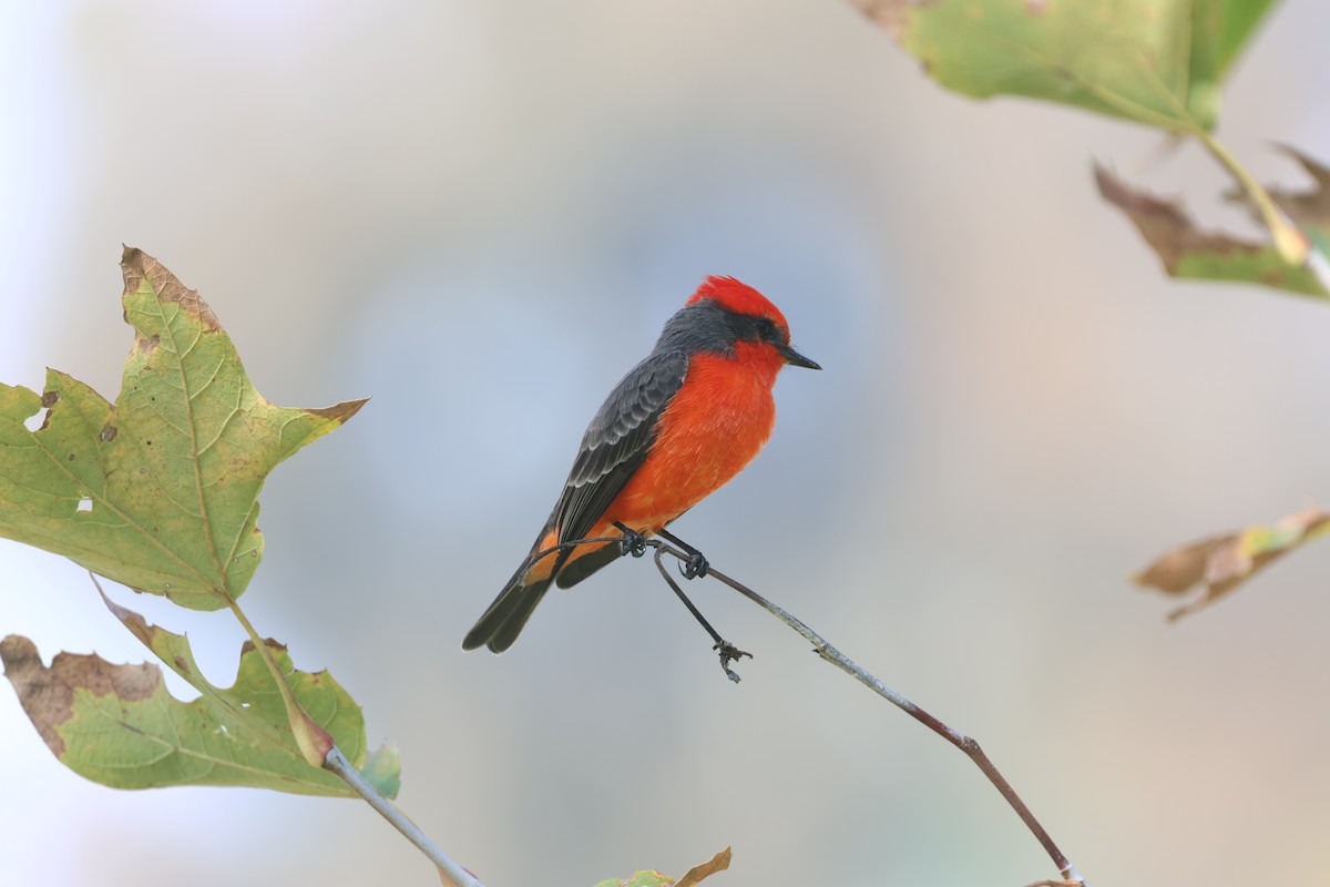 Vermilion Flycatcher - ML644525997
