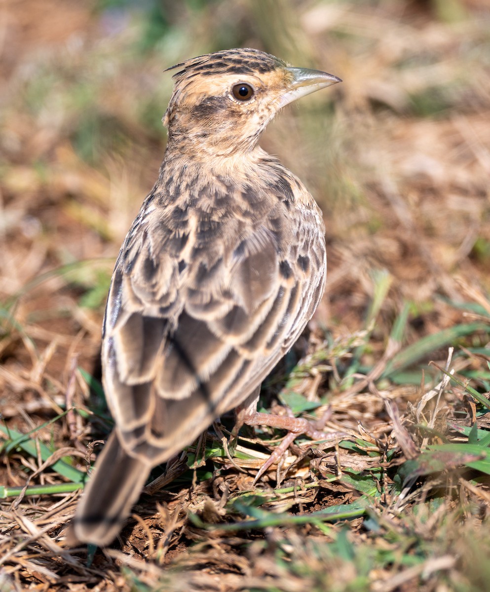 Tawny Lark - ML644526003