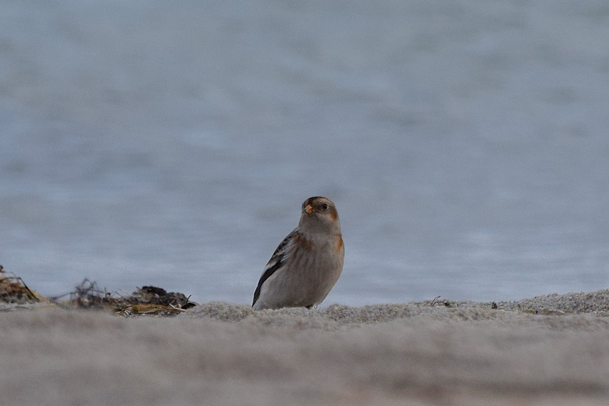 雪鵐 - ML644526011