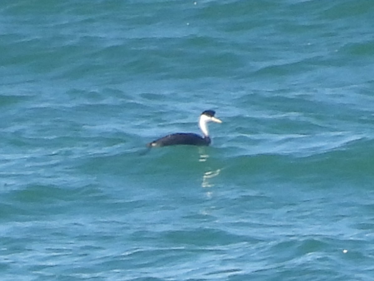 svanedykker - ML644526021