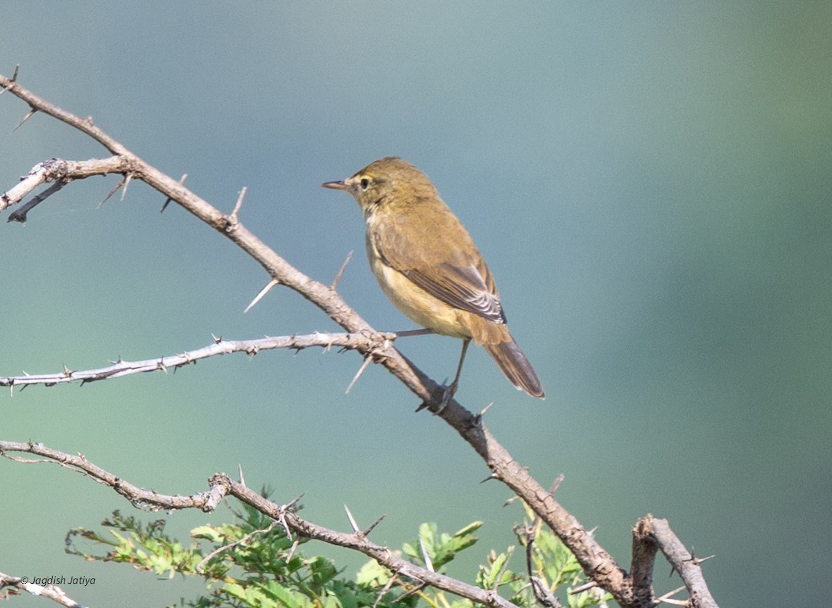 Canapino asiatico - ML644526040