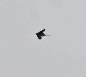 Eastern Red-rumped Swallow - ML644526043