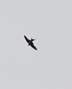 Eastern Red-rumped Swallow - ML644526044