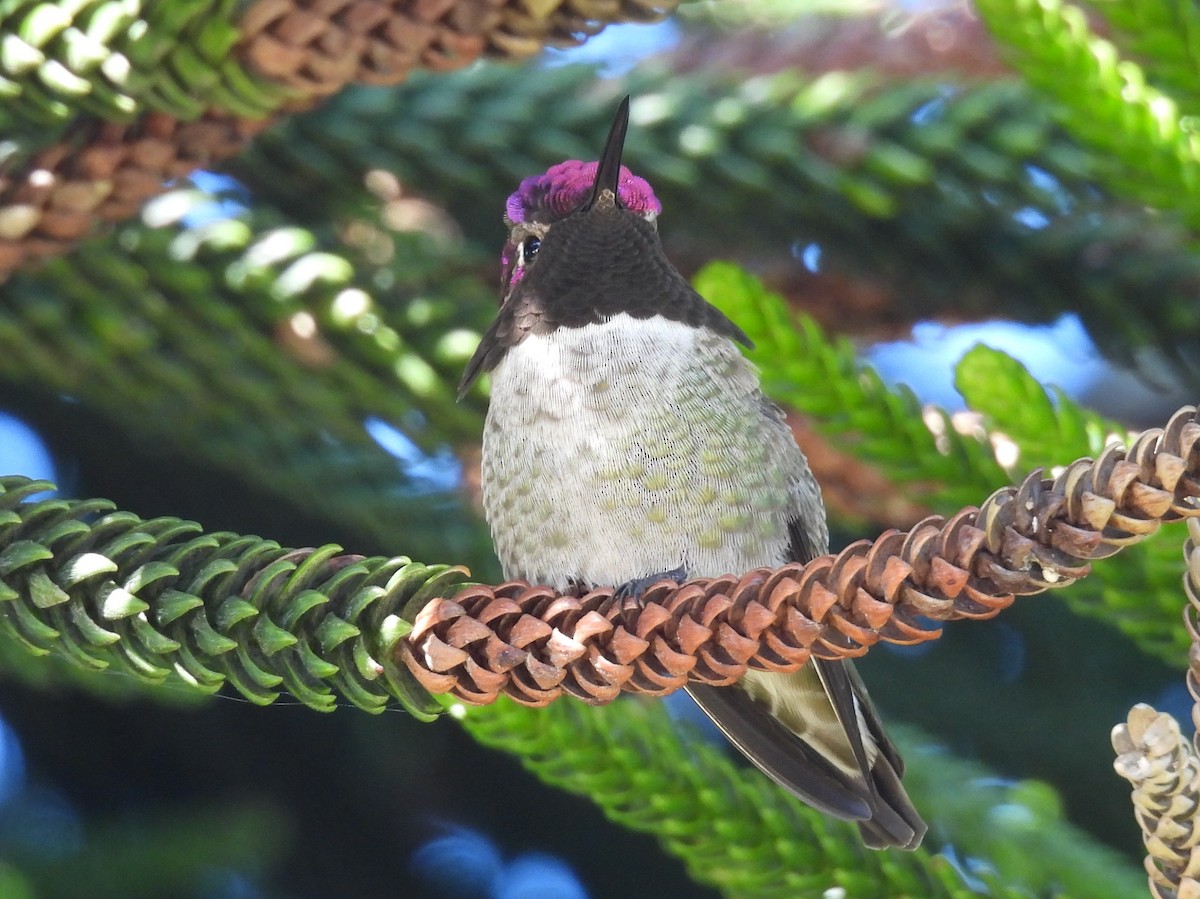 Anna's Hummingbird - ML644526050