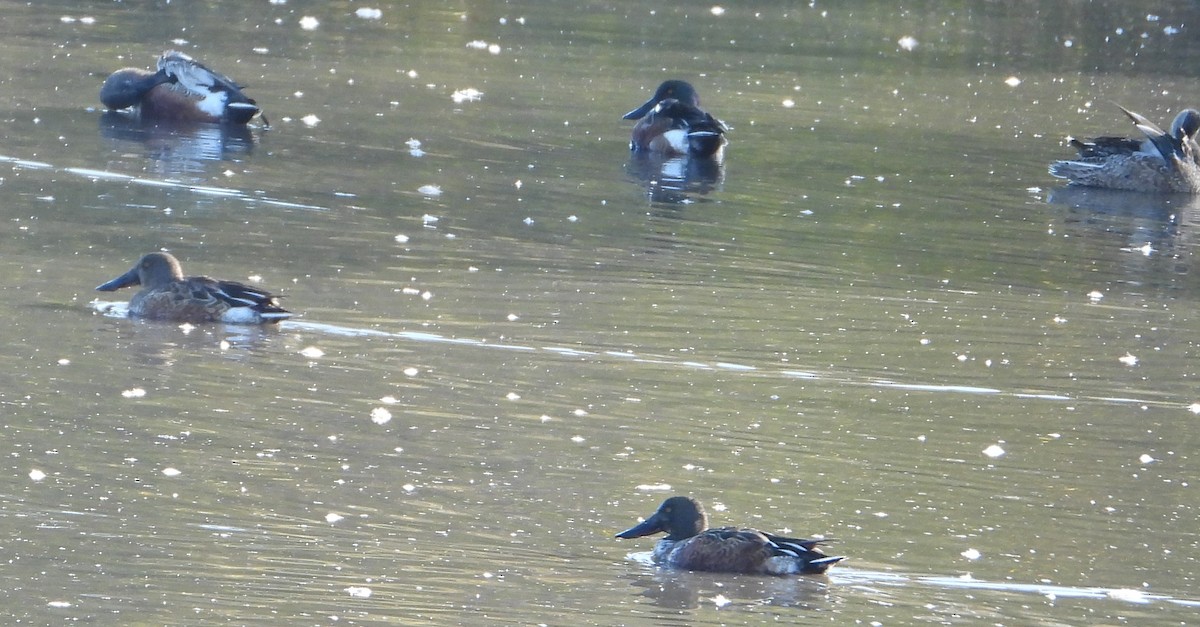 Canard souchet - ML644526056