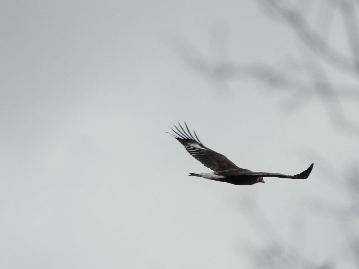 Golden Eagle - ML644526058