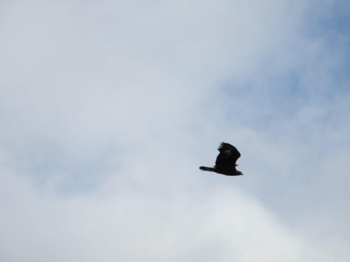 Golden Eagle - ML644526059