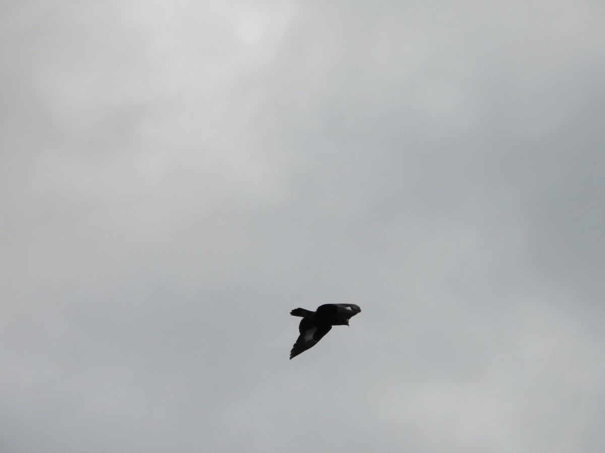 Golden Eagle - ML644526060