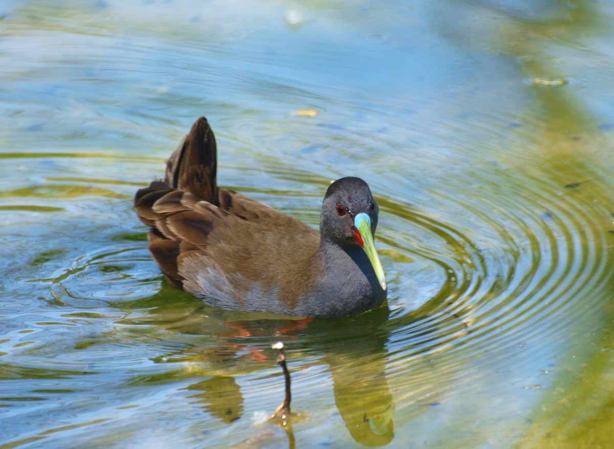 Râle à bec ensanglanté - ML644526061