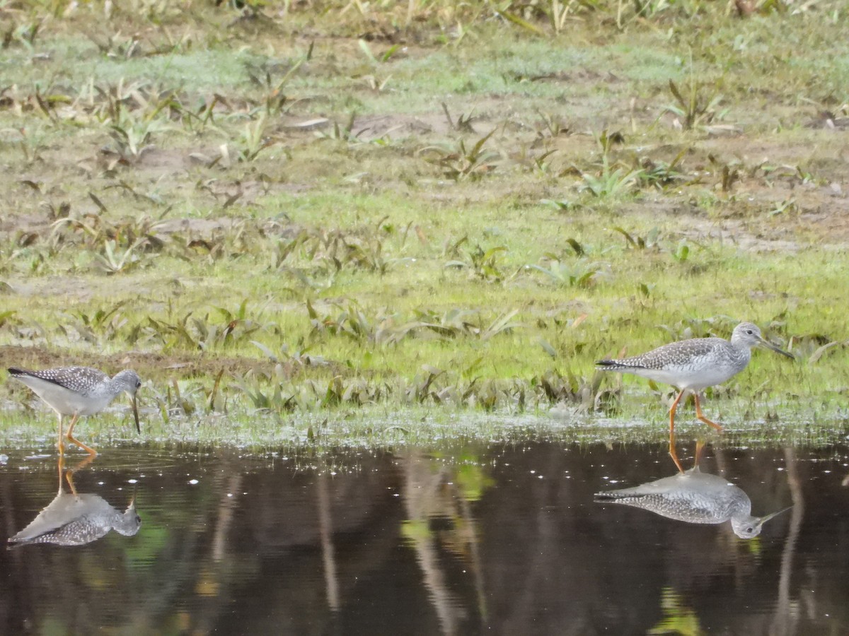 plystresnipe - ML644526064