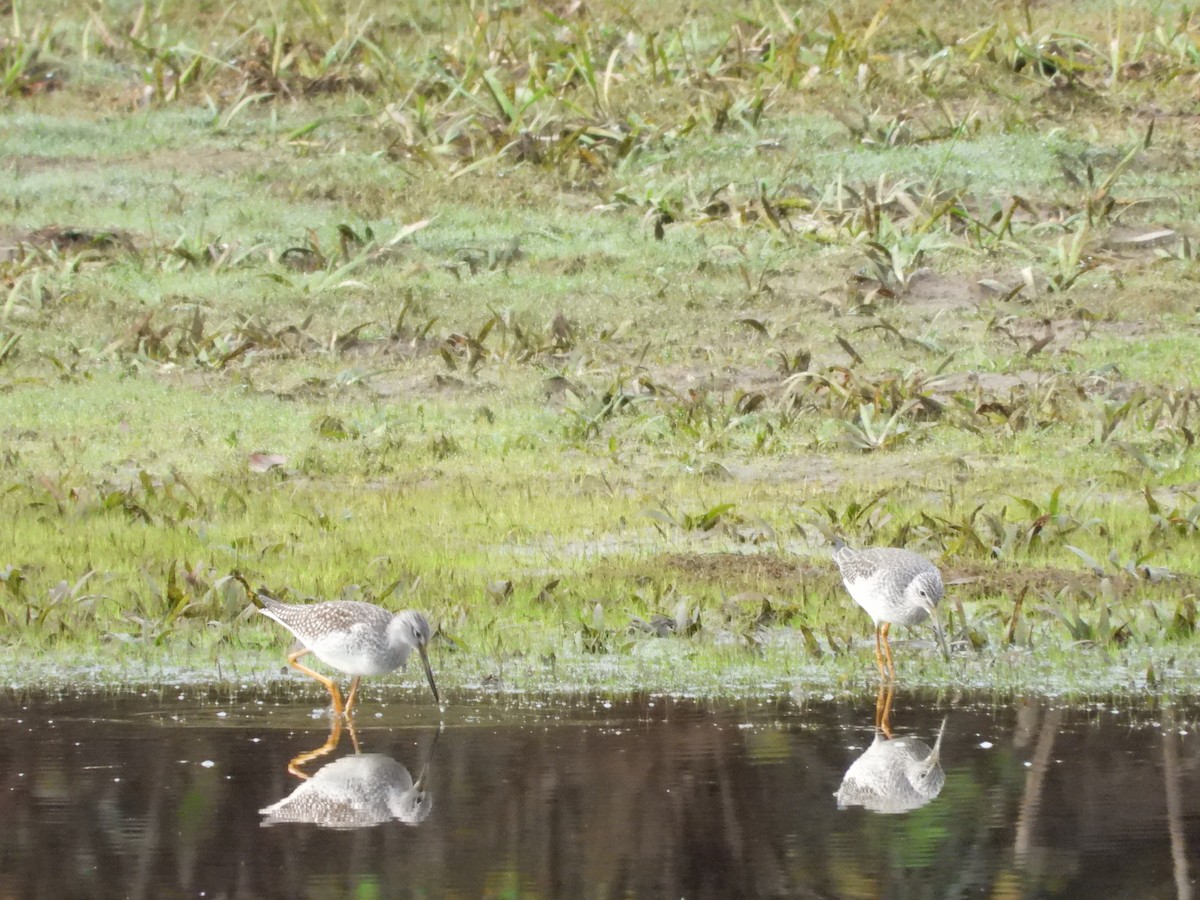 plystresnipe - ML644526065