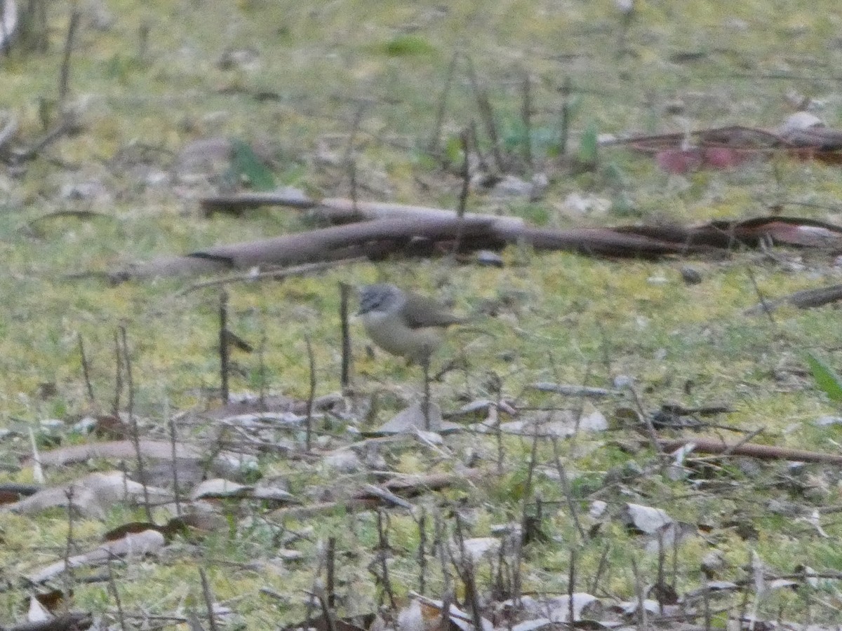 Acanthize à croupion jaune - ML644526067