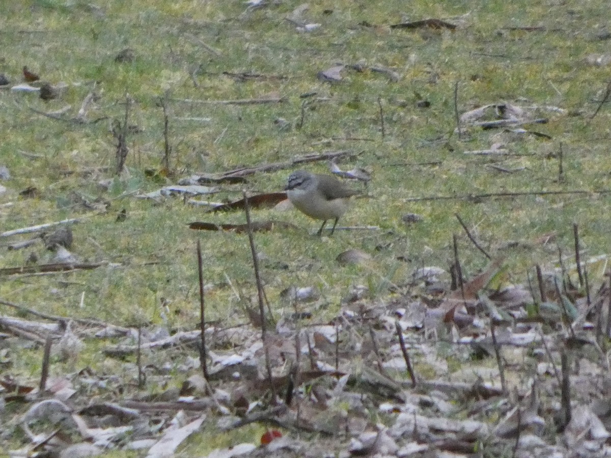 Acanthize à croupion jaune - ML644526068