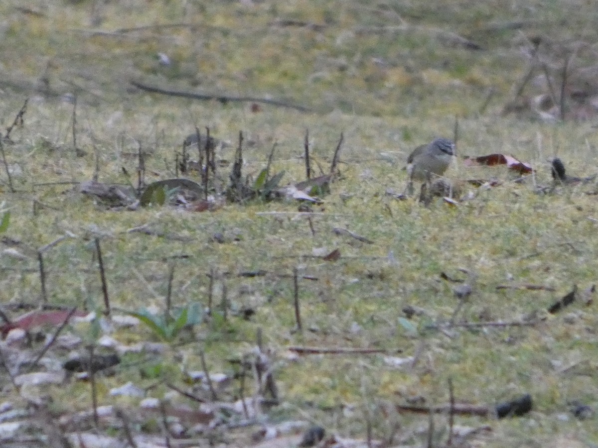 Acanthize à croupion jaune - ML644526069