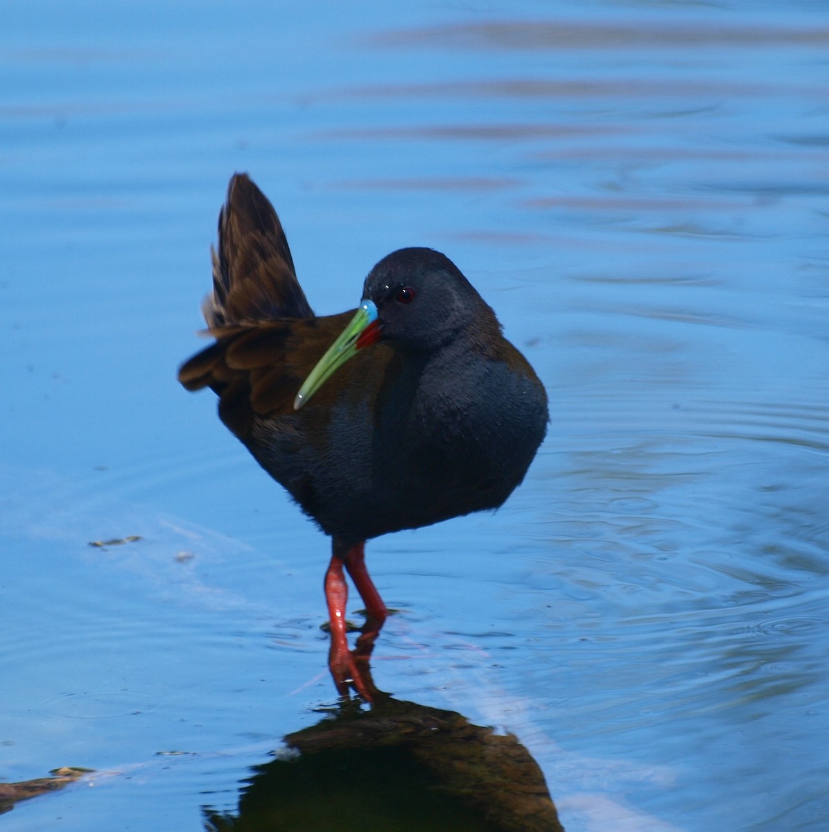 Râle à bec ensanglanté - ML644526070