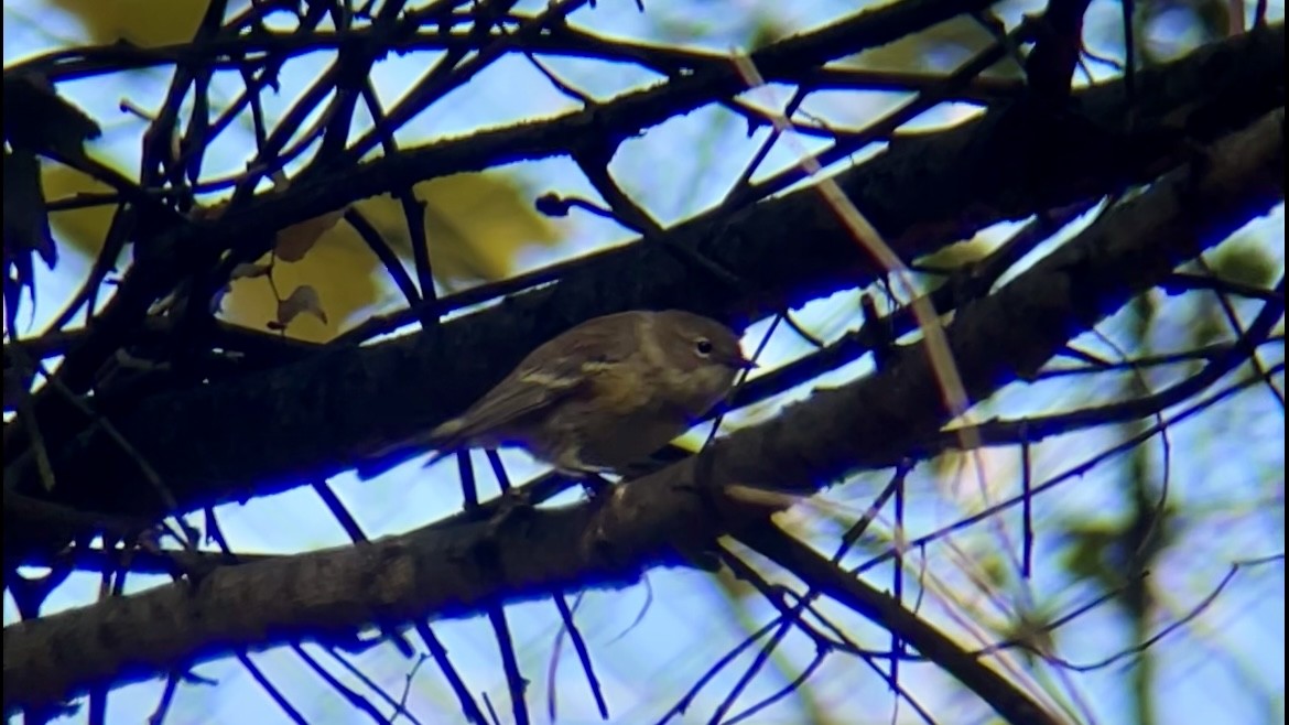 Paruline à croupion jaune (coronata) - ML644526071