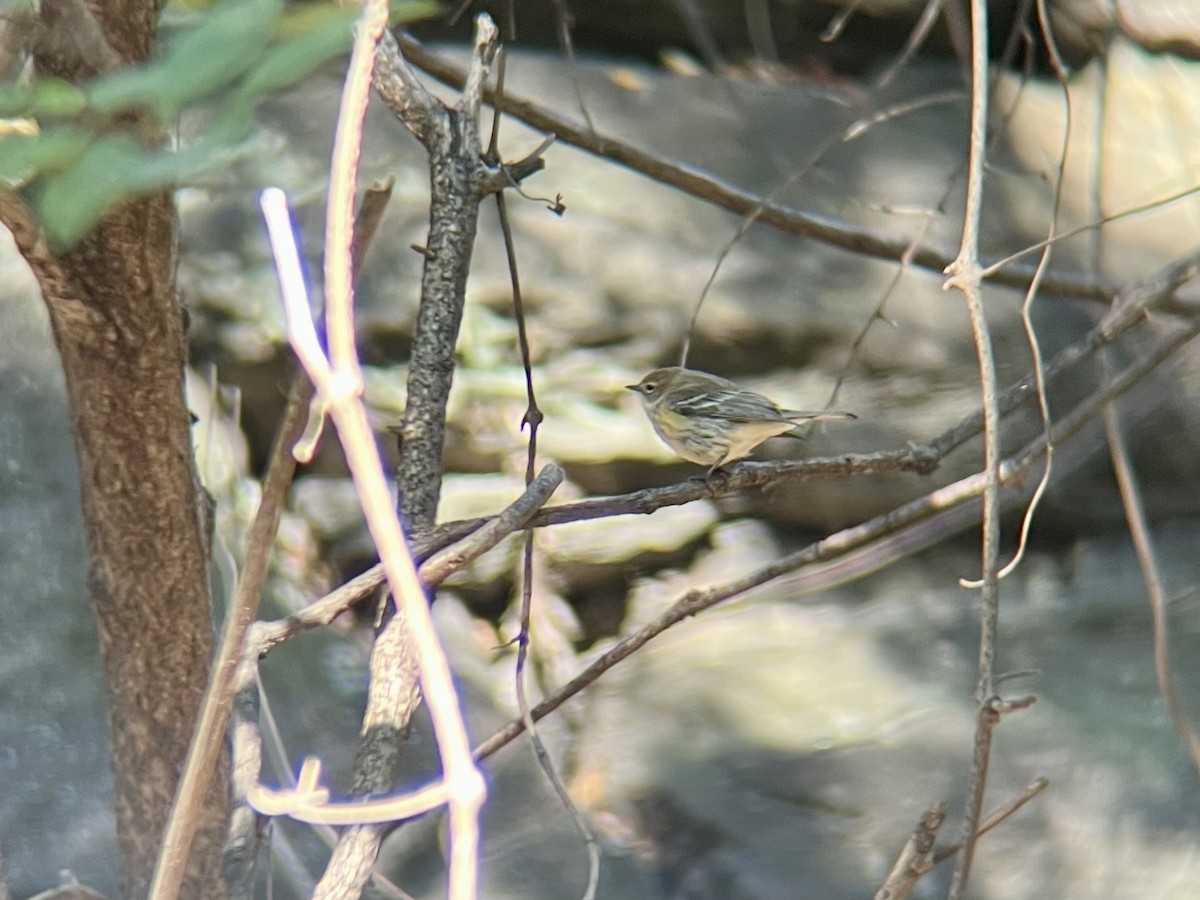Paruline à croupion jaune (coronata) - ML644526072