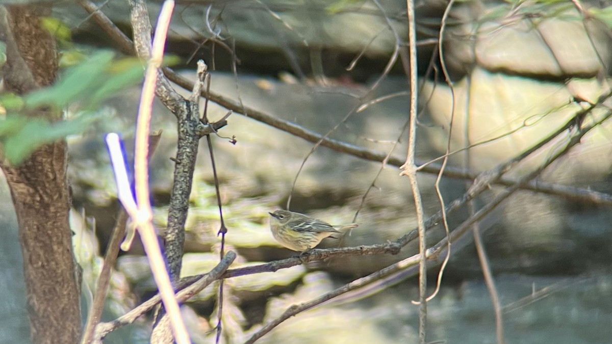 Paruline à croupion jaune (coronata) - ML644526073