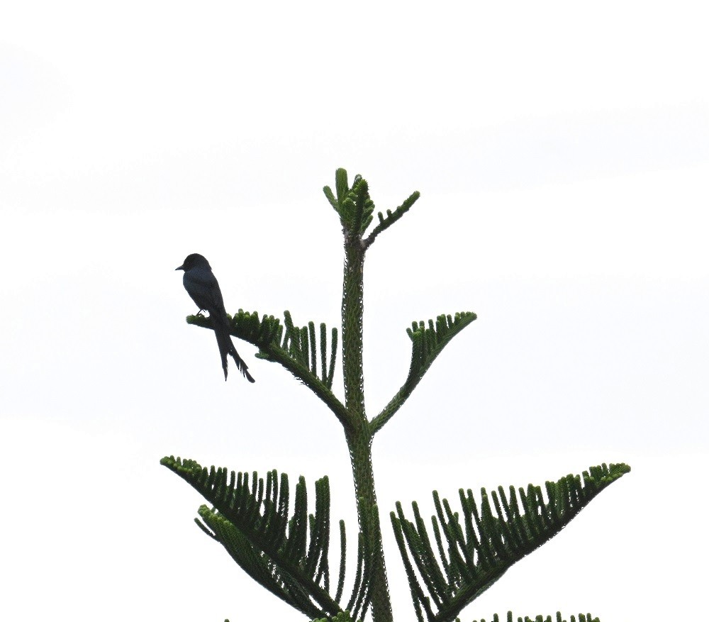 Drongo cendré - ML644526074