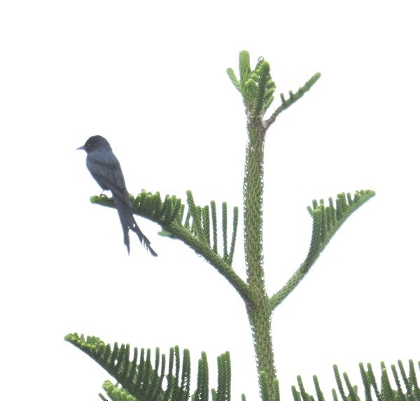 Drongo cendré - ML644526075