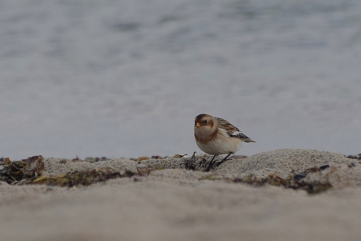 Plectrophane des neiges - ML644526077