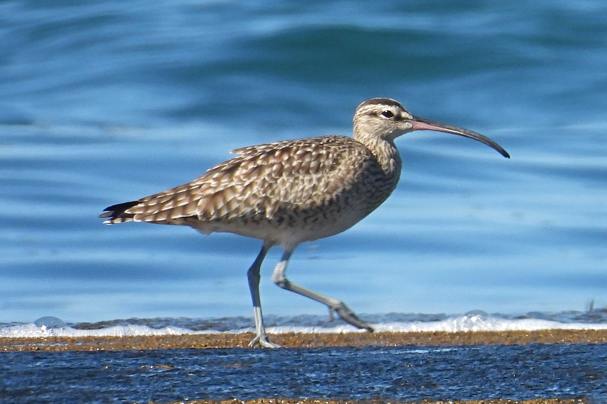 Courlis hudsonien - ML644526078