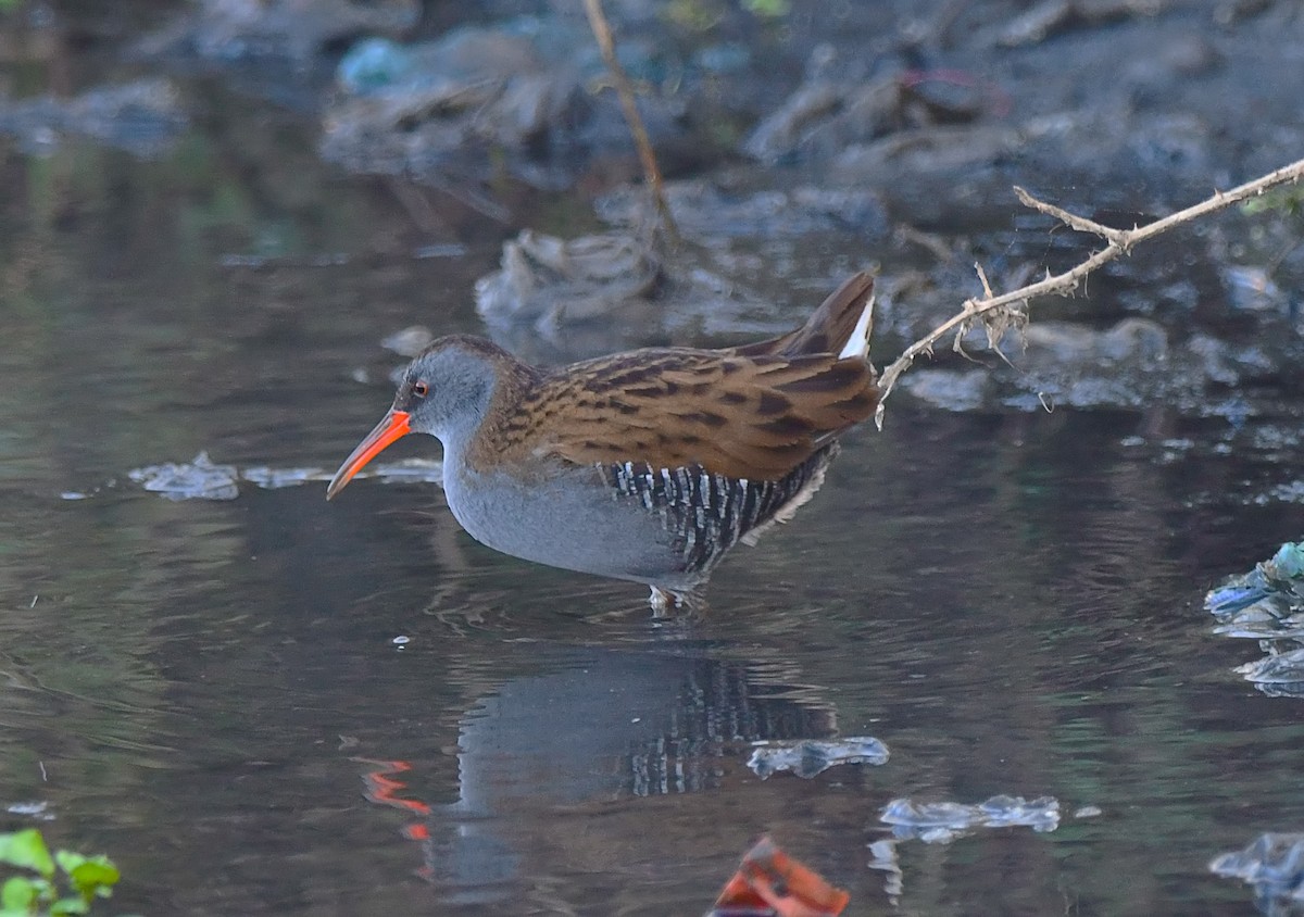 Râle d'eau - ML644526079