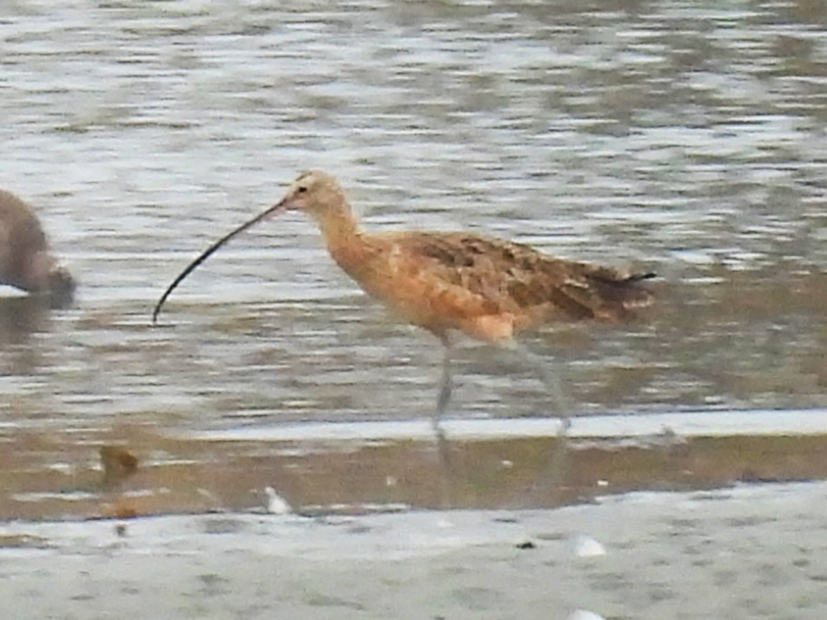 Courlis à long bec - ML644526088