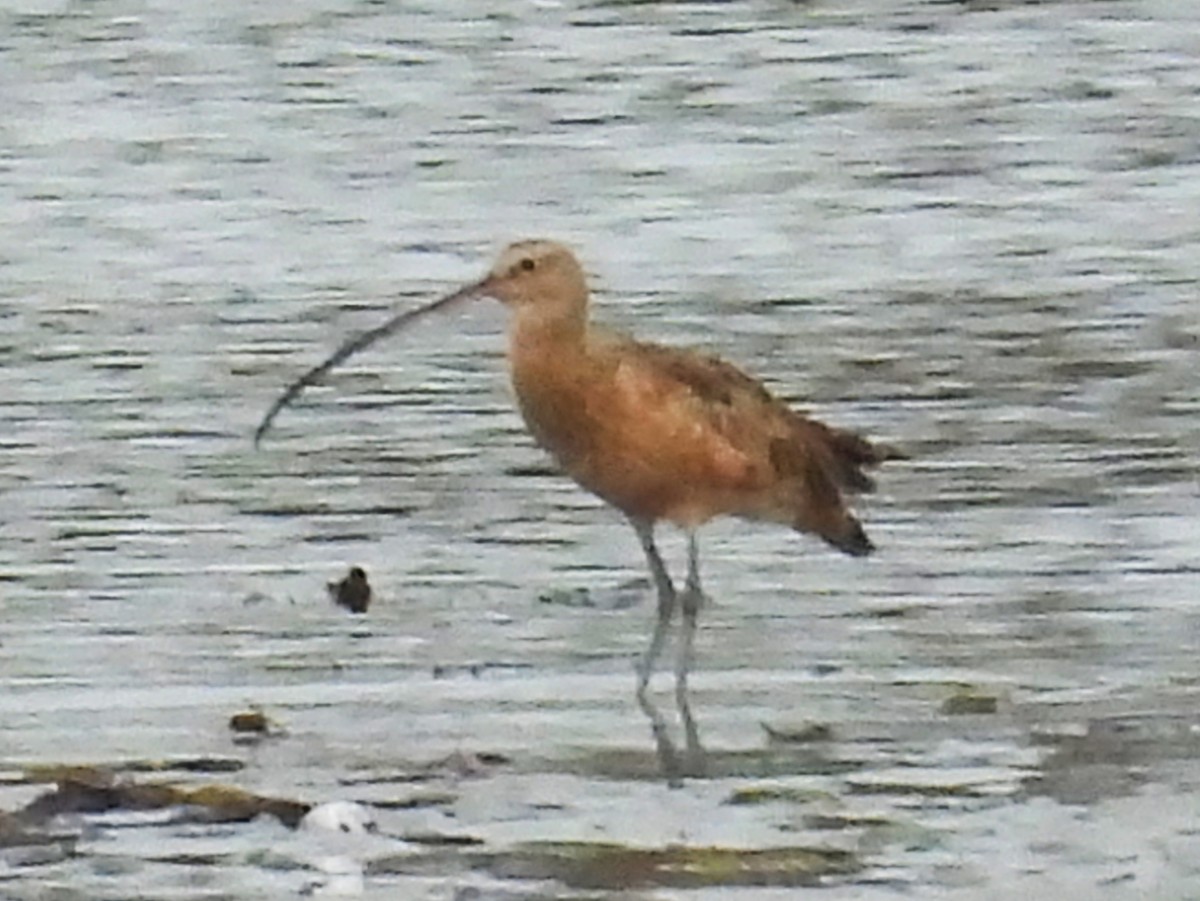Courlis à long bec - ML644526089