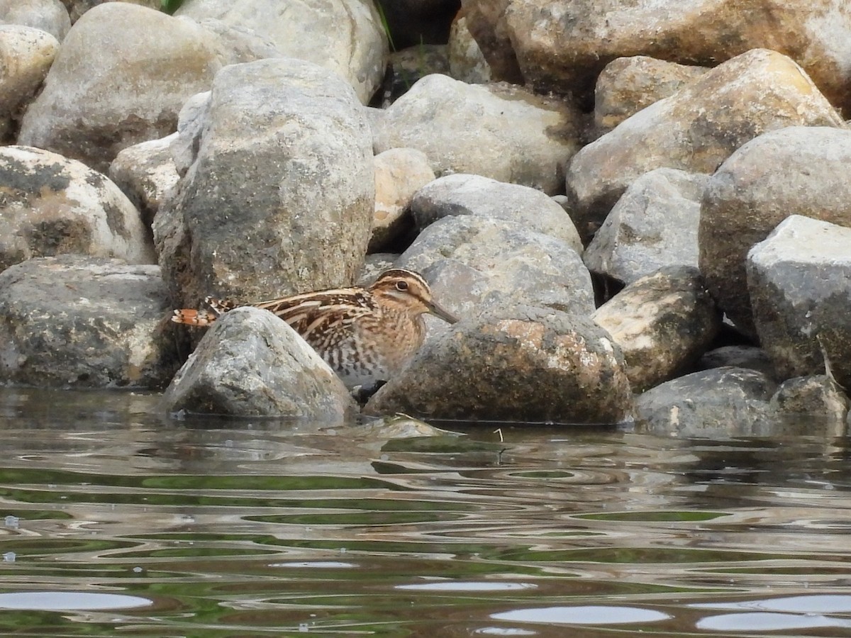Bécassine des marais - ML644526092