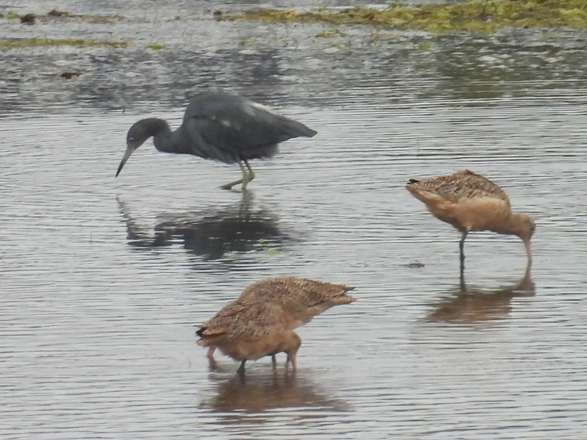 Barge marbrée - ML644526093