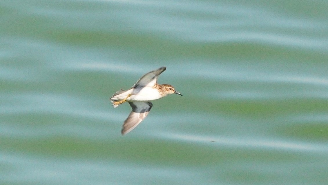 Bécasseau minuscule - ML644526095