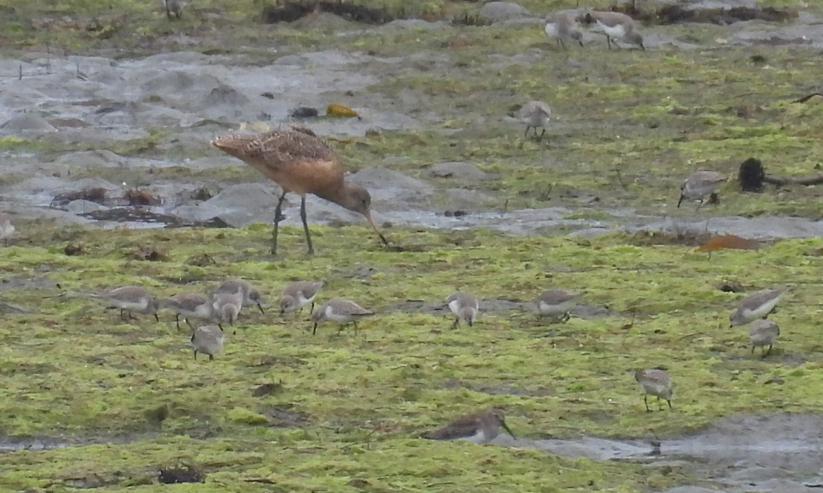 Barge marbrée - ML644526097
